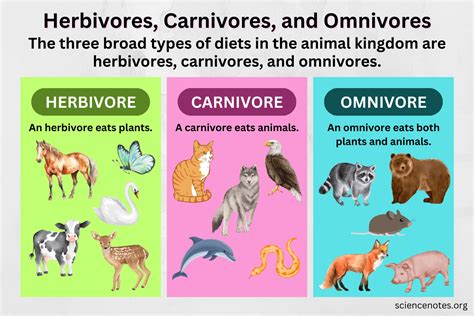 how are omnivores similar to carnivores